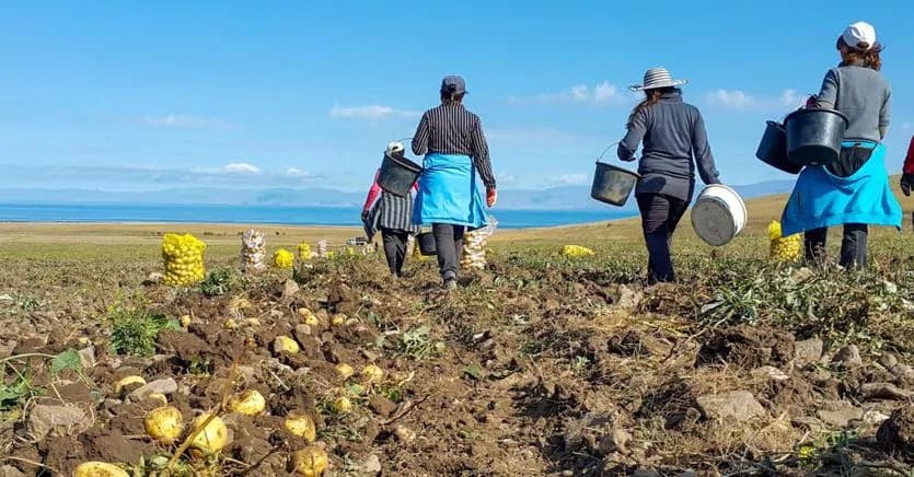 Moldoveni, exploatați prin muncă agricolă în Rusia