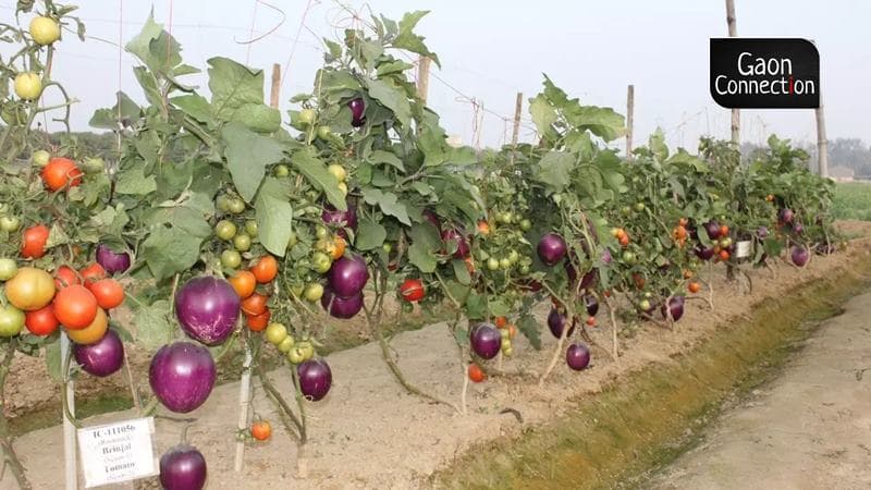 Brimato – plantă pe care cresc concomitent vinete și roșii / FOTO