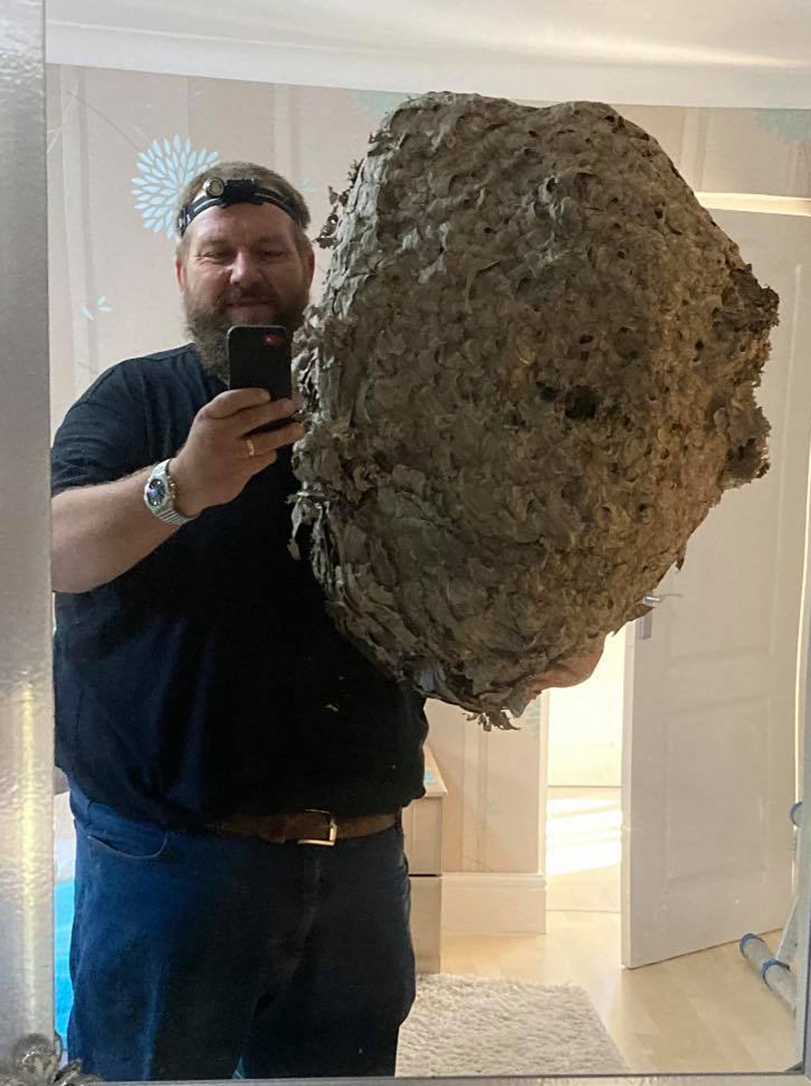 Cuib gigantic de viespi, lung de 1 metru descoperit în podul unei case din Anglia