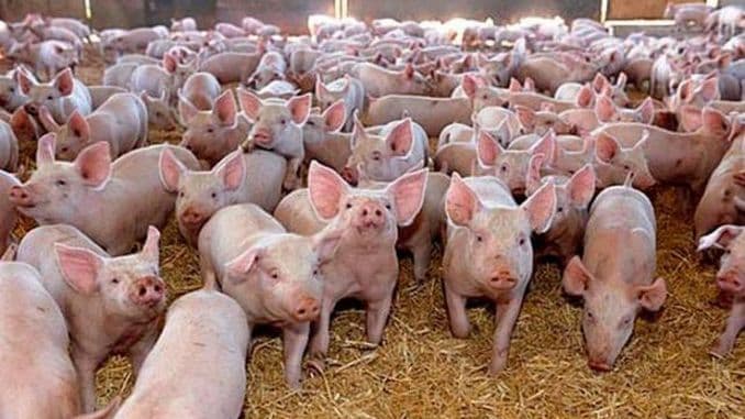 Tragedie la o fermă din Suceava: 5 mii de porci au ars de vii într-un incendiu devastator