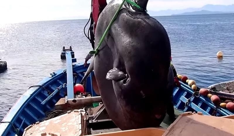 VIDEO Captură record: Pește-lună de 2 tone prins în largul Africii de Nord