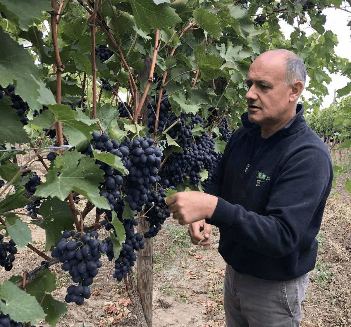 Roadă bogată de struguri la Ștefan Vodă: 16 tone de struguri per hectar
