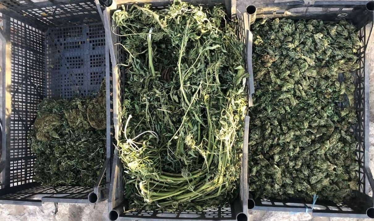 Reținuți pentru cultivarea și comercializarea cânepei / VIDEO