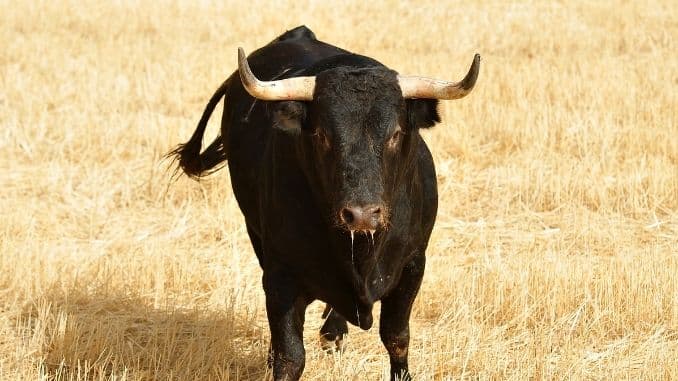 Un bărbat a fost omorât de un taur,la o fermă din Sibiu