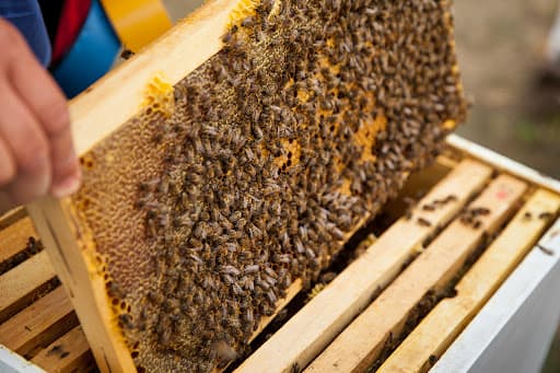 Cum se produce mierea ecologică
