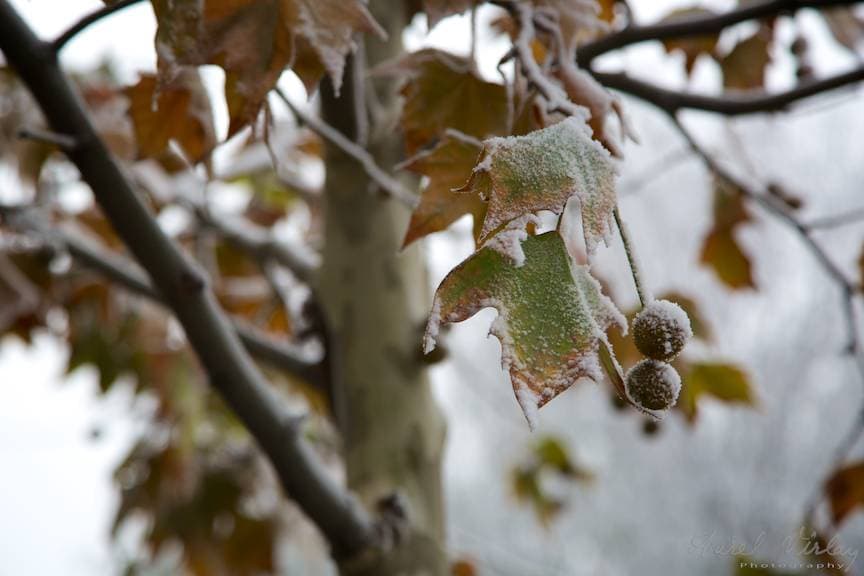 Ninsori la nord și lapoviță în centrul și sudul țării, prognozează meteorologii