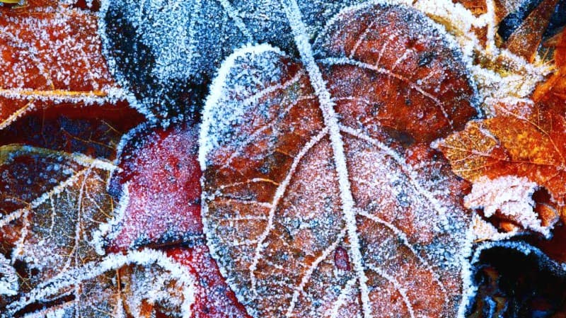 Topul lucrărilor din luna decembrie, în grădină și livadă