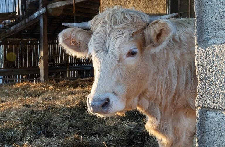 Cum să prepari nutrețuri combinate pentru bovine