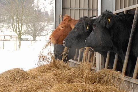 Sfaturi pentru întreținerea animalelor pe timp de iarnă