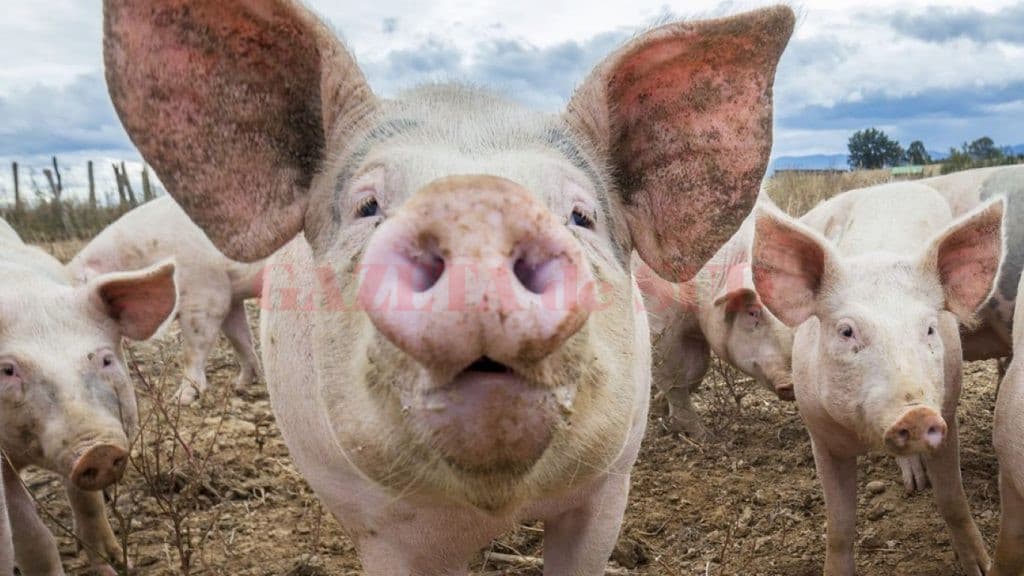 Pesta porcină africană se extinde alarmant în toată Europa