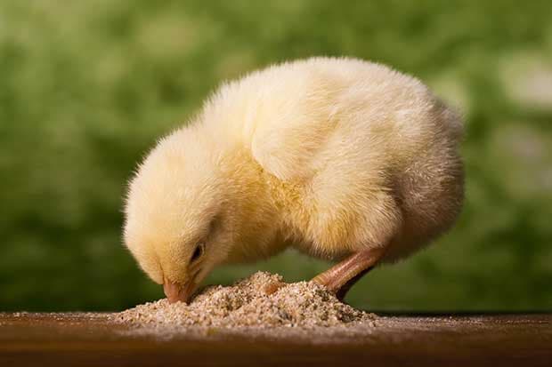 8 greșeli de evitat în creșterea puilor de o zi