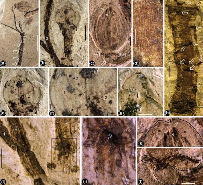 A fost descoperit cel mai vechi boboc de floare, la o plantă fosilizată de acum 164 milioane de ani