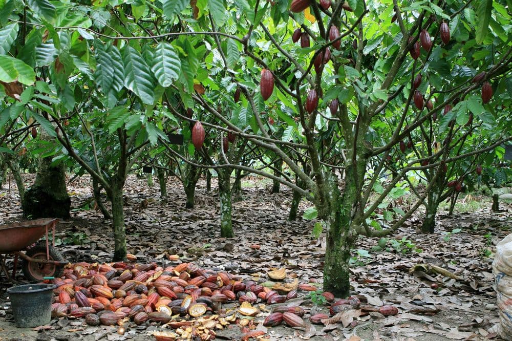 Cum arborele de cacao se adaptează condițiilor climaterice
