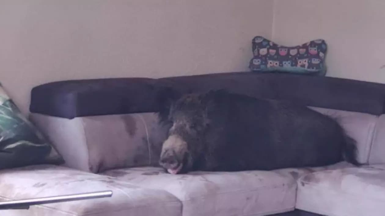 S-a trezit cu un porc de 160 kg în pat