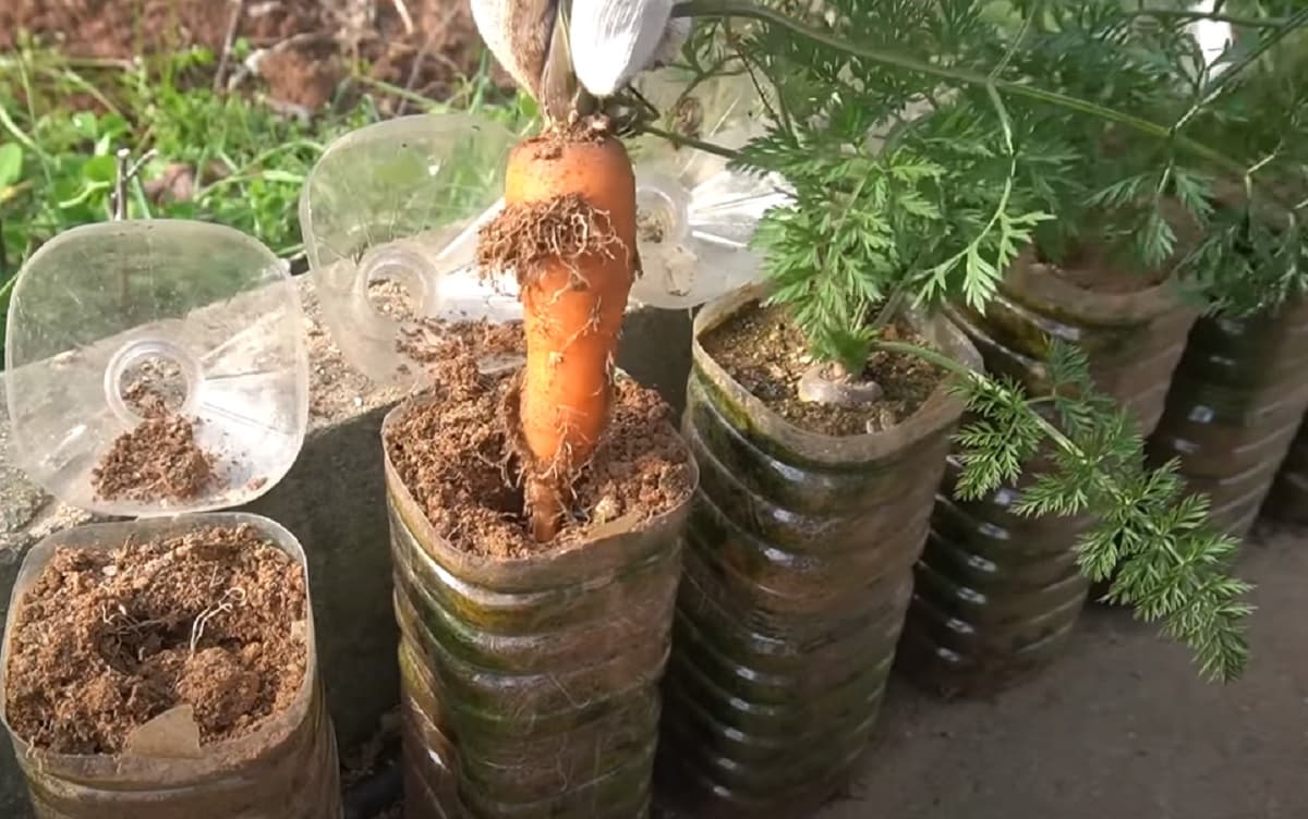 Cum puteți să cultivați morcovii în sticle de plastic la balcon