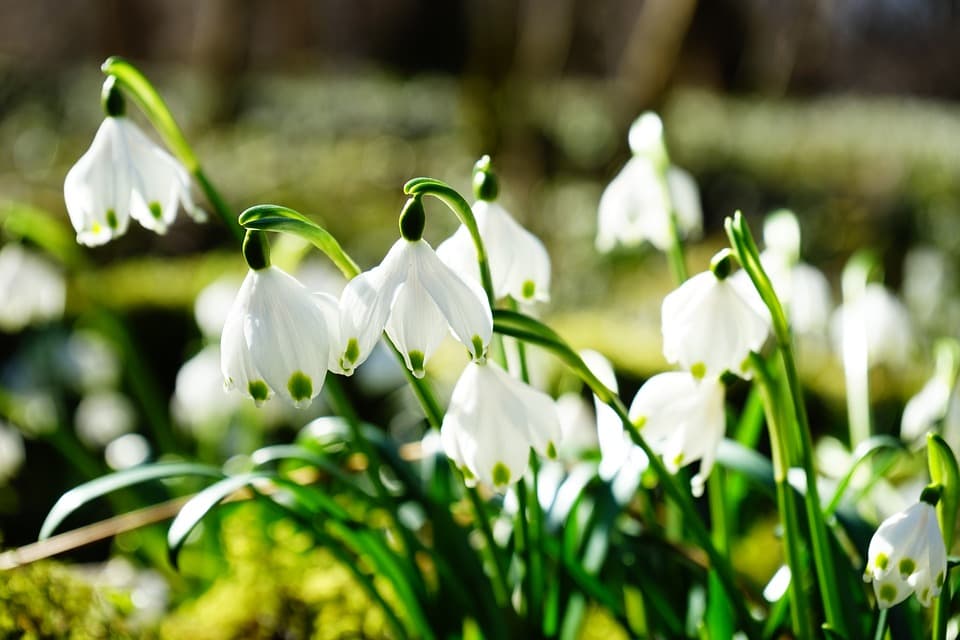 Nici bani nu faci, nici natura nu o protejezi