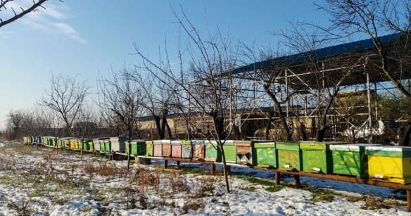 Calendarul apicultorului aferent lunii februarie