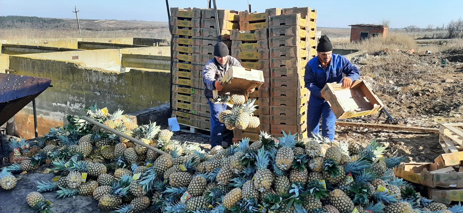 Un lot de 2800 kg de ananas a fost aruncat la gunoi