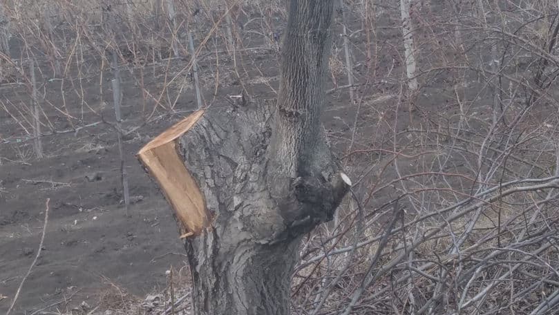 Copaci de nuc, defrișați ilegal la Drochia / FOTO