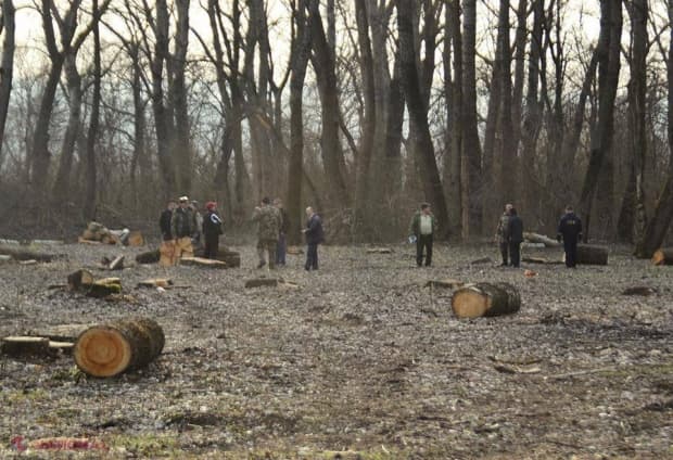Tăieri ilicite fără acte permisive la Rezina
