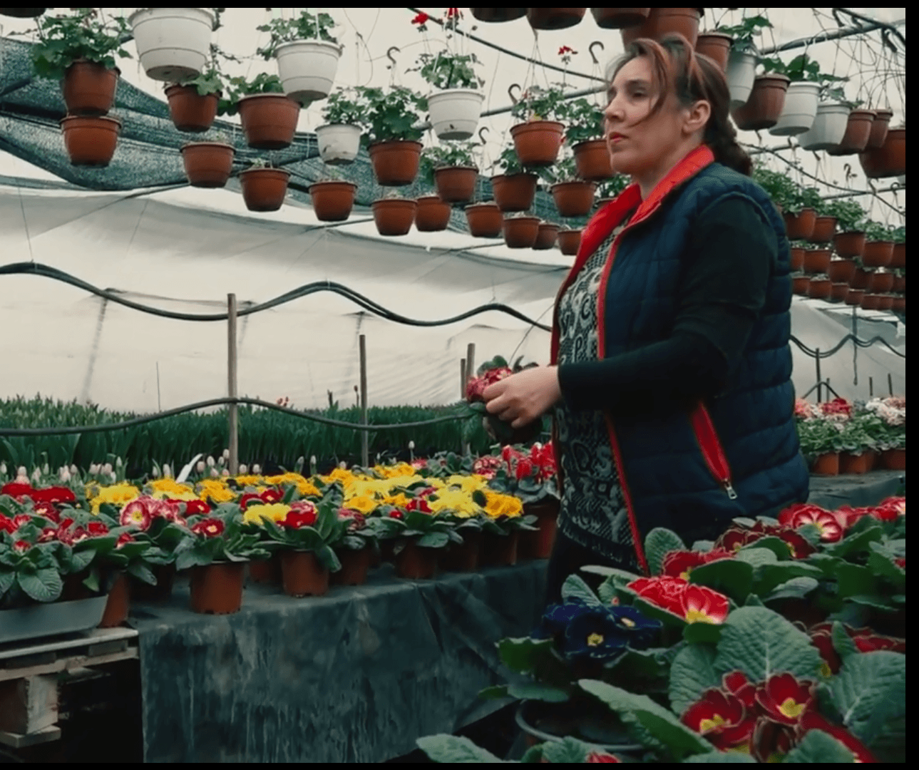 Florile aduc profit, dacă știi cum să le crești