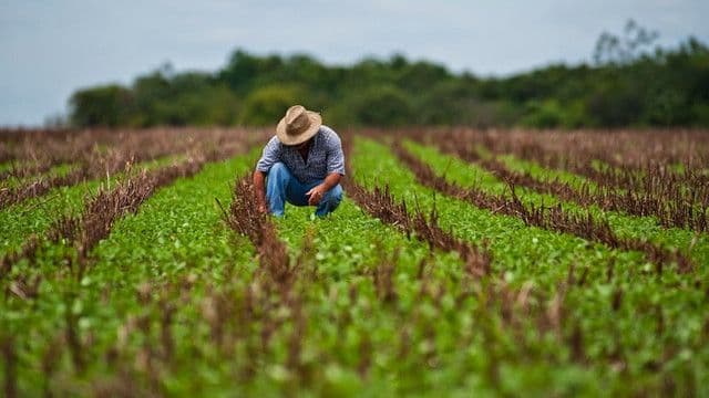 Producția mondială de cereale pentru 2024 revizuită în creștere, dar stocurile și comerțul global scad