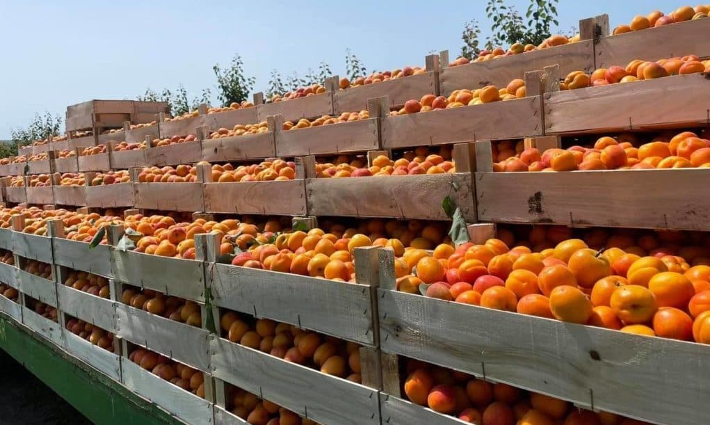 Moldova devine un jucător important pe piața europeană a caiselor