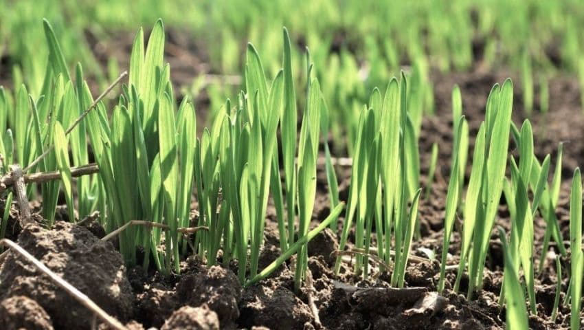 Grâul din Ocnița: Provocări și speranțe în lipsa zăpezii
