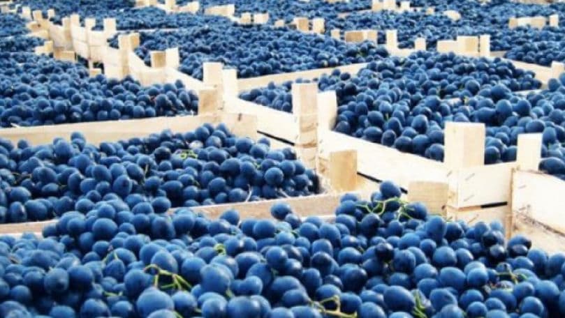 Creșterea productivității şi calității strugurilor – o necesitate