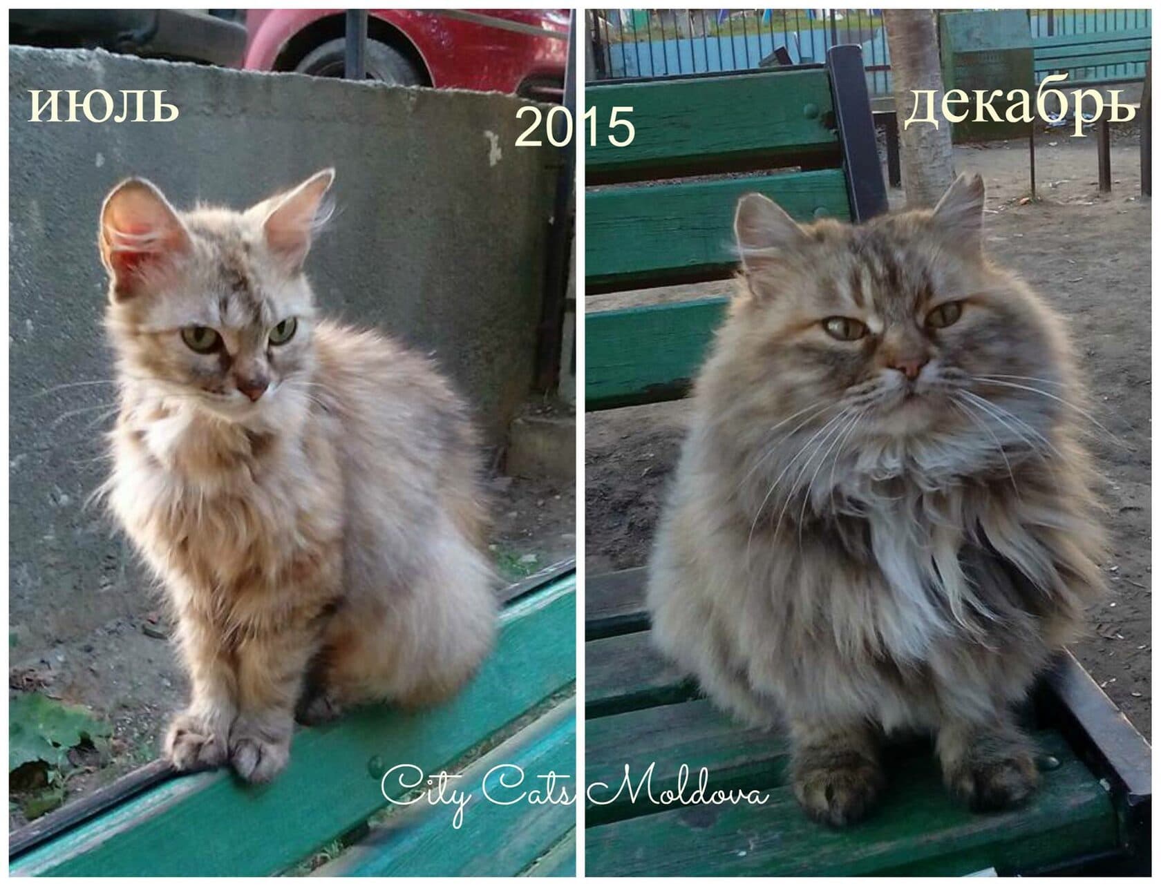 Inimă Pură, locul unde hainele cool ajută pisicilor și mediului