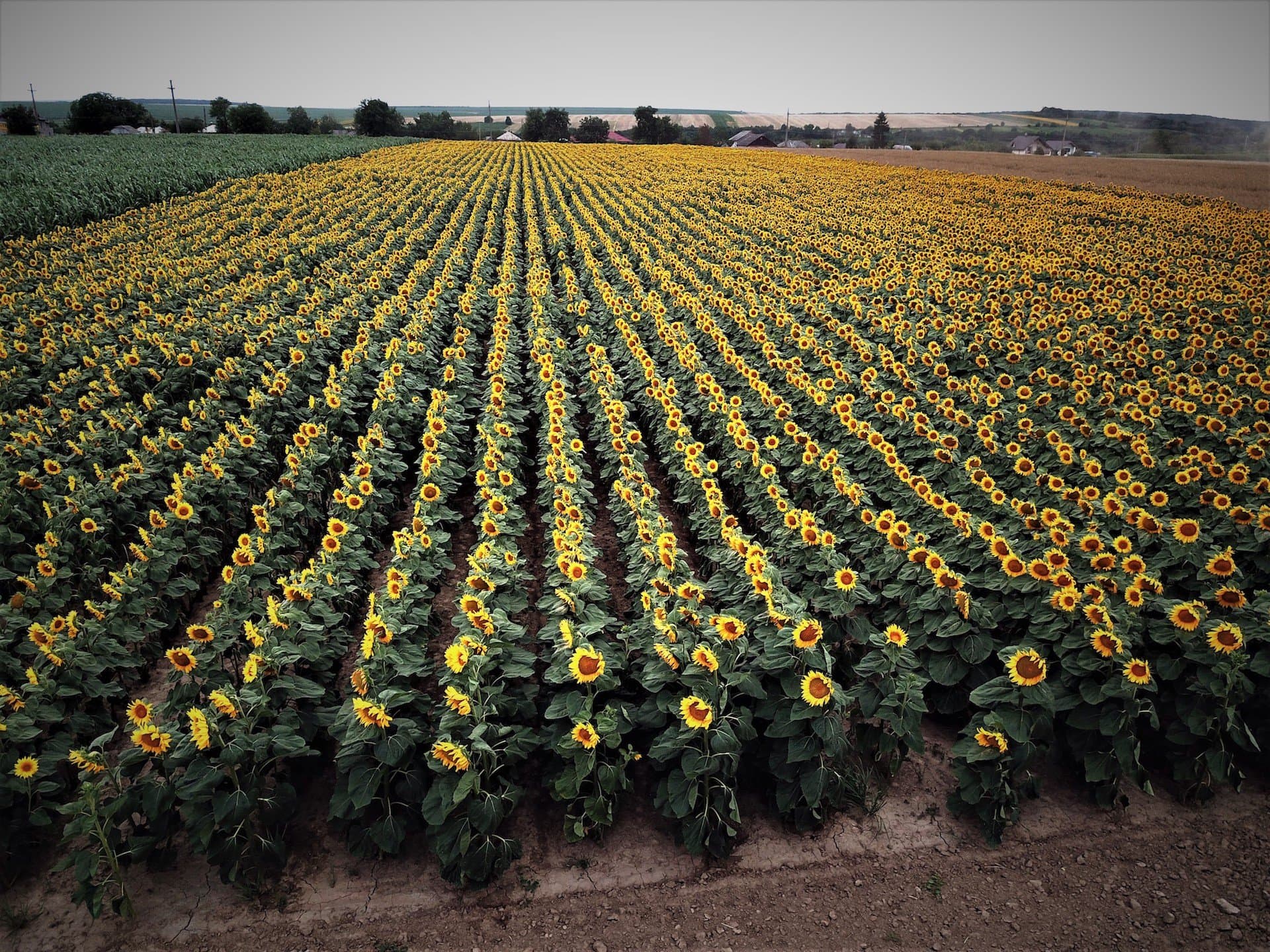 Floarea-soarelui – cultivare și îngrijire