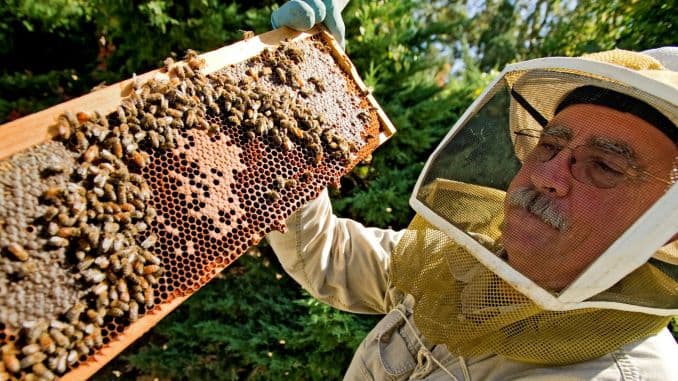 Calendarul apicultorului pentru a doua lună din primăvară, aprilie