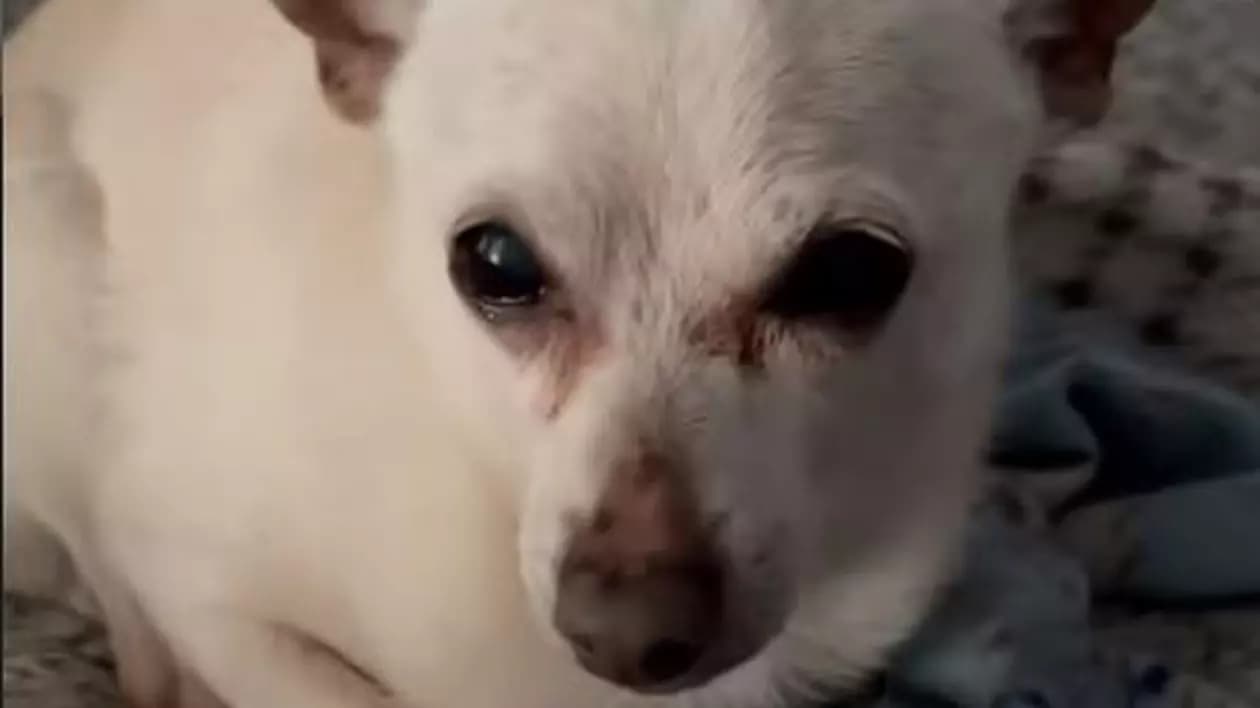 Un Chihuahua, desemnat cel mai vârstnic câine din lume. Câți ani are