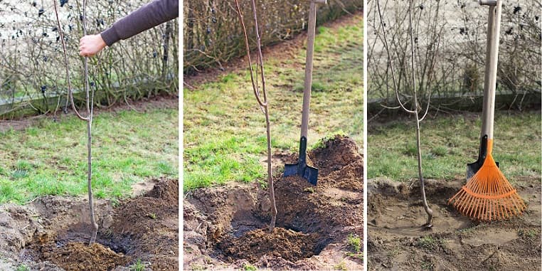 Cum să sapi gropile pentru plantarea pomilor?