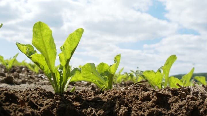 Campania de semănat a sfeclei de zahăr se apropie de final
