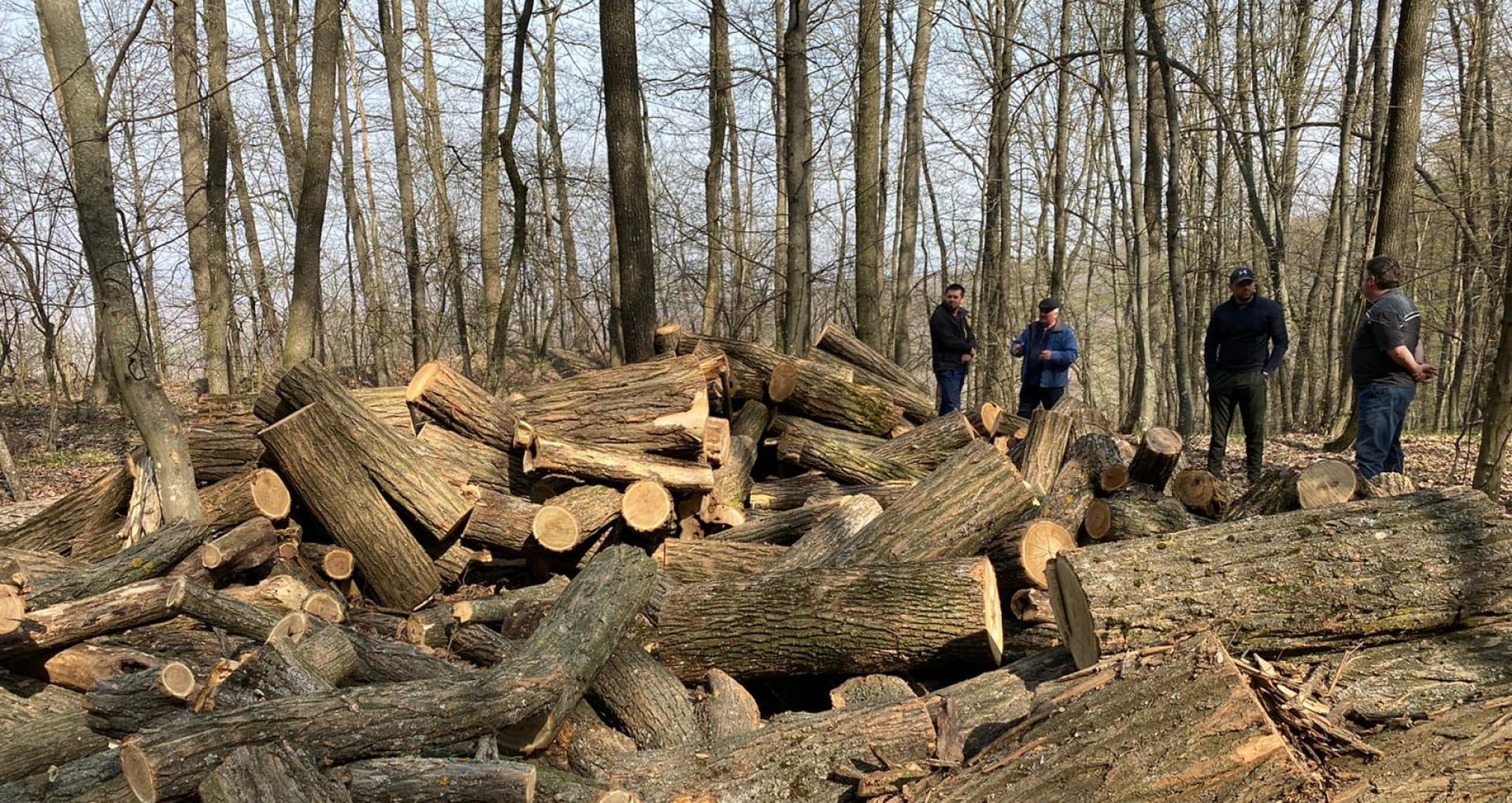 Patru persoane, prinse la tăiere ilegală de arbori în raionul Ocnița