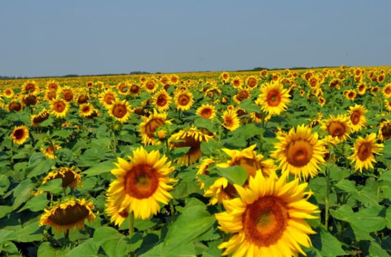 Floarea soarelui – cei mai importanți producători din UE