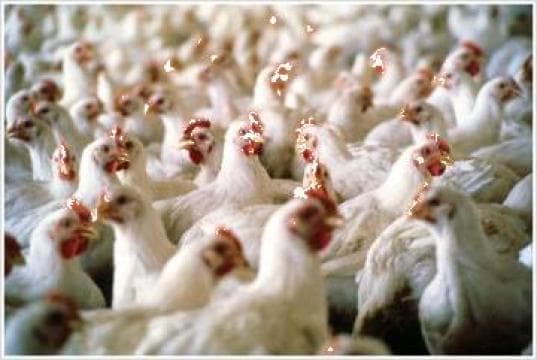 21 de tone de carne de pui contaminată cu Salmonella, blocate la frontiera Leușeni