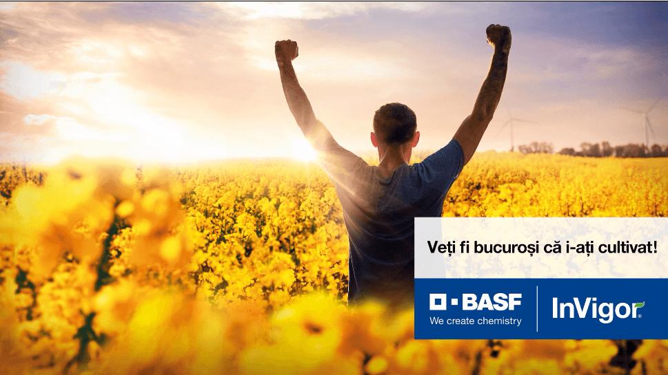 Alege hibrizii performanți de rapiță InVigor de la BASF