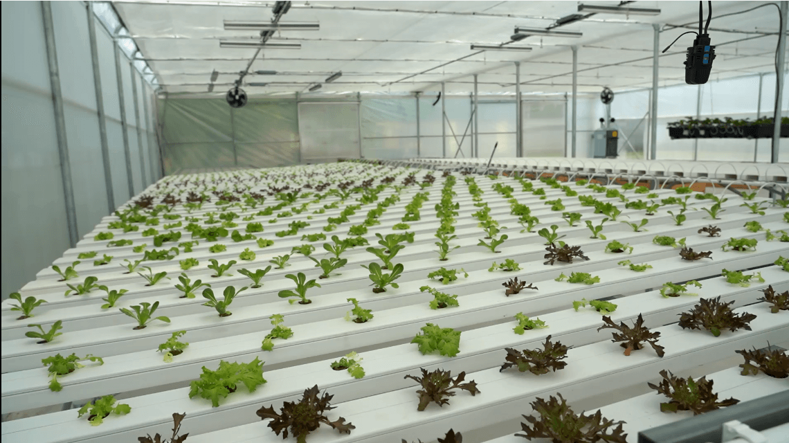 AGRI SMART – Serele hidroponice, o alternativă avantajoasă în agricultură