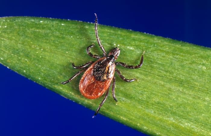 Pericolul căpușelor crește odată cu încălzirea vremii: Peste 240 de cazuri de boala Lyme în Moldova