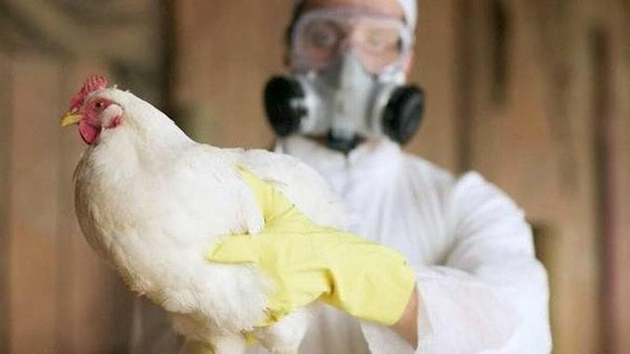 Cinci focare de gripă aviară confirmate în Republica Moldova