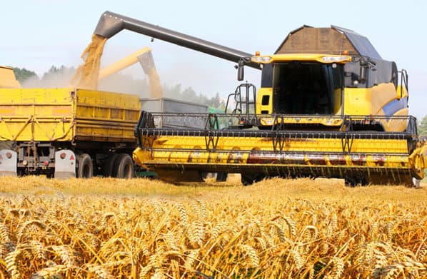 Seceta și gerul extrem amenință producția globală de grâu, iar prețurile cresc pe piețele financiare