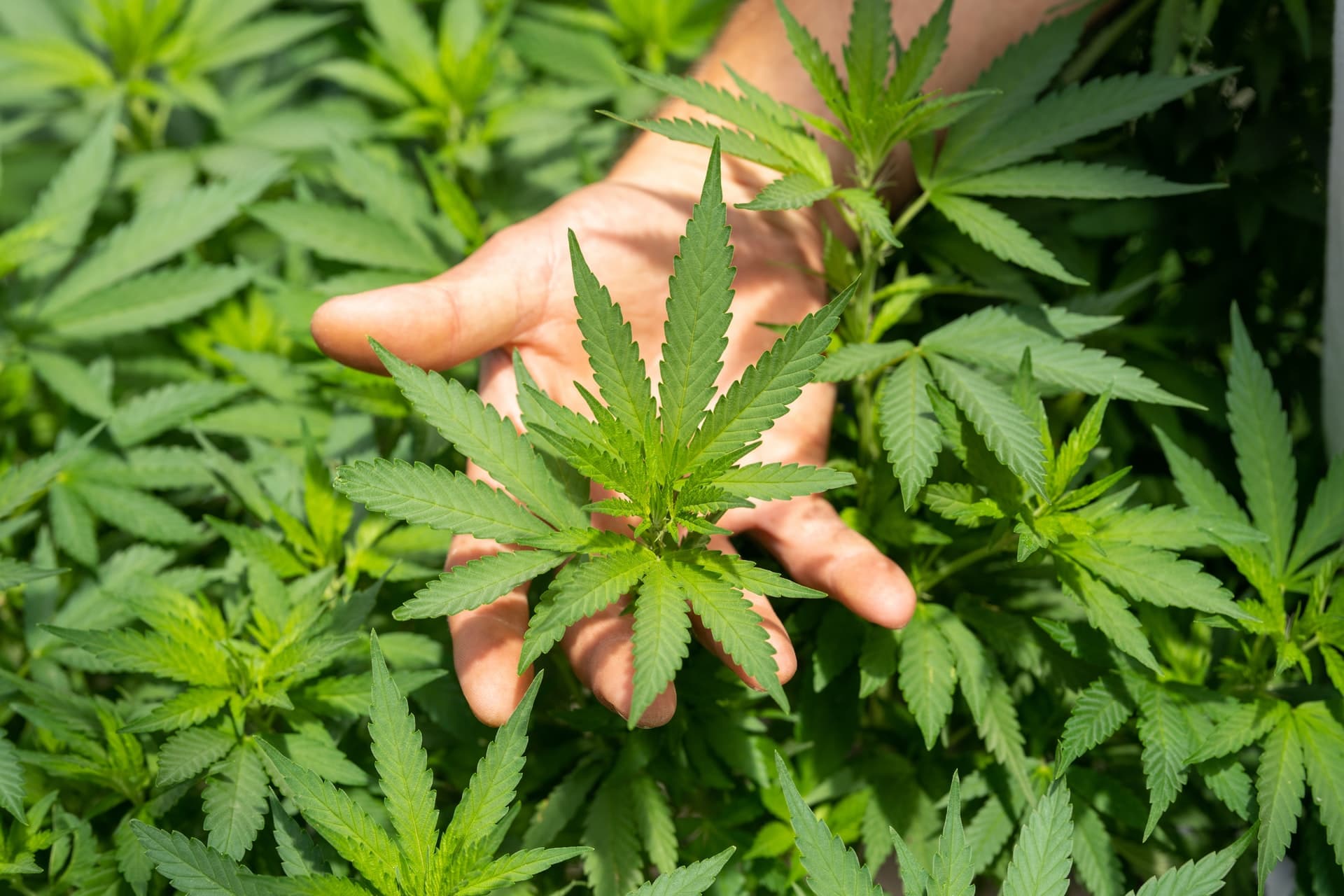 Oamenii din Thailanda pot acum să cultive plante de canabis acasă