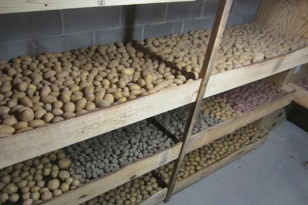 Depozitarea corecta a cartofilor. Reguli de urmat pentru păstrare