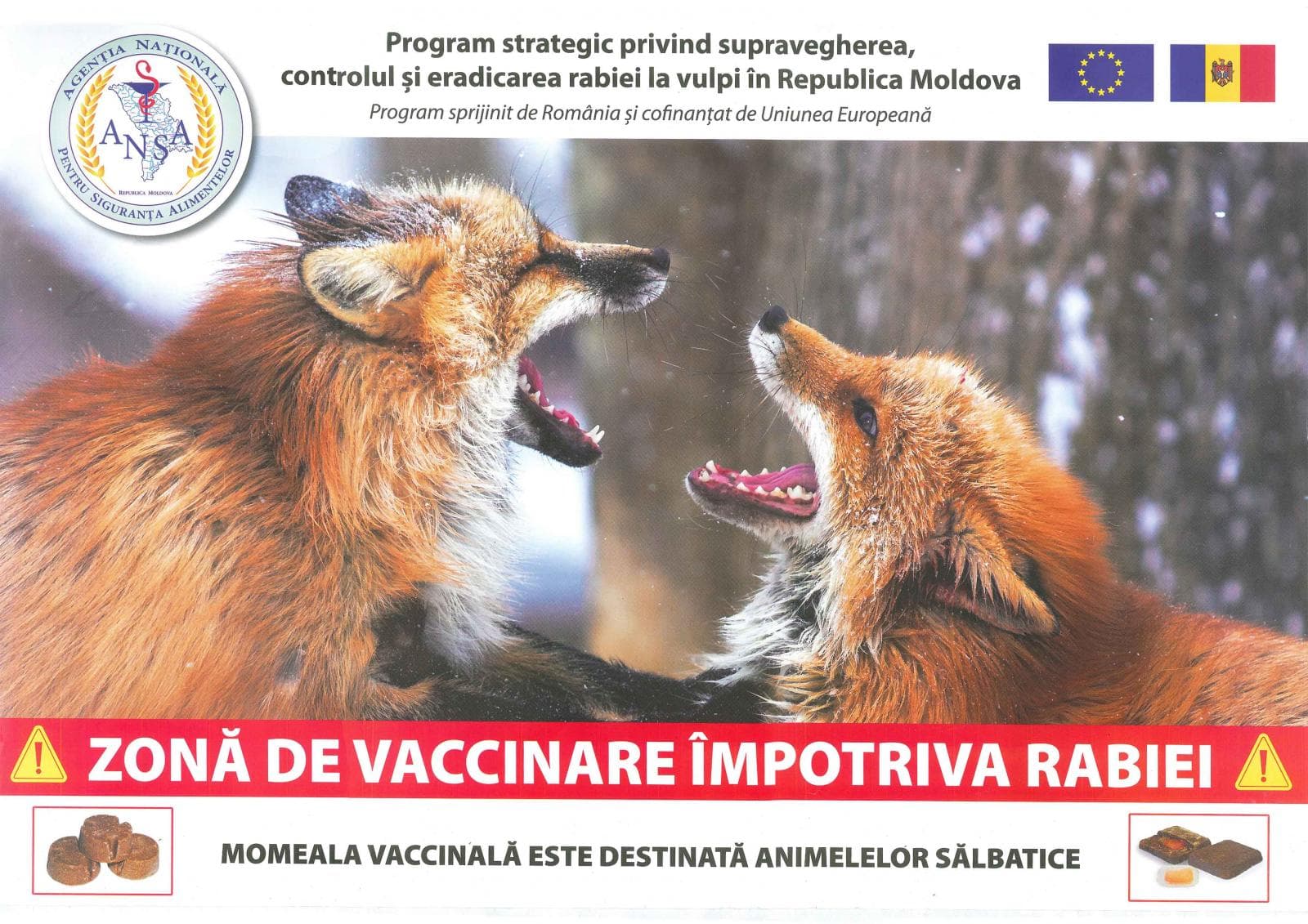 Începe campania de vaccinare antirabică a vulpilor