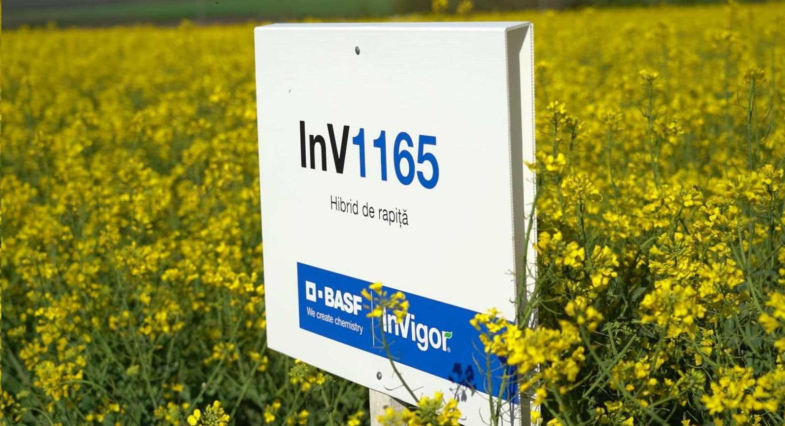 Hibrizii BASF de rapiță InVigor – o investiție inteligentă în agricultură