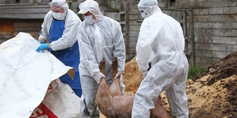 Pestă porcină africană a fost depistată la Bulboaca