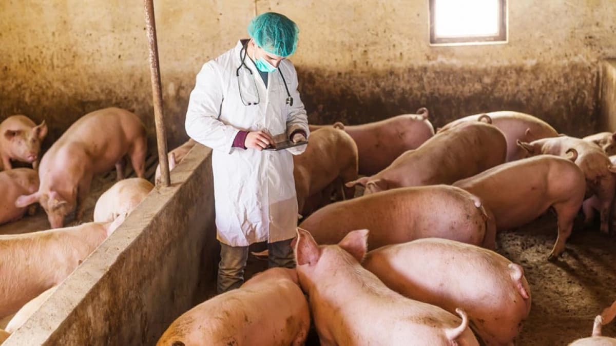 PESTA PORCINĂ PROVOACĂ PAGUBE URIAŞE: Peste 65 000 de porci vor fi sacrificaţi la cea mai mare fermă din ţară