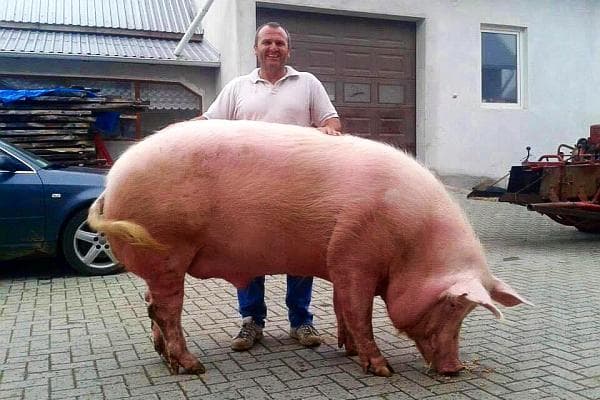 Un fermier din Suceava a crescut un porc de peste 500 de kile